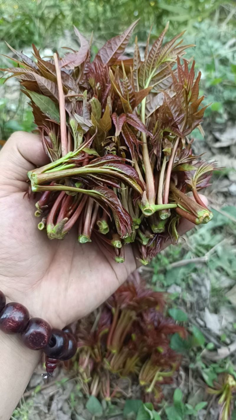 香椿芽