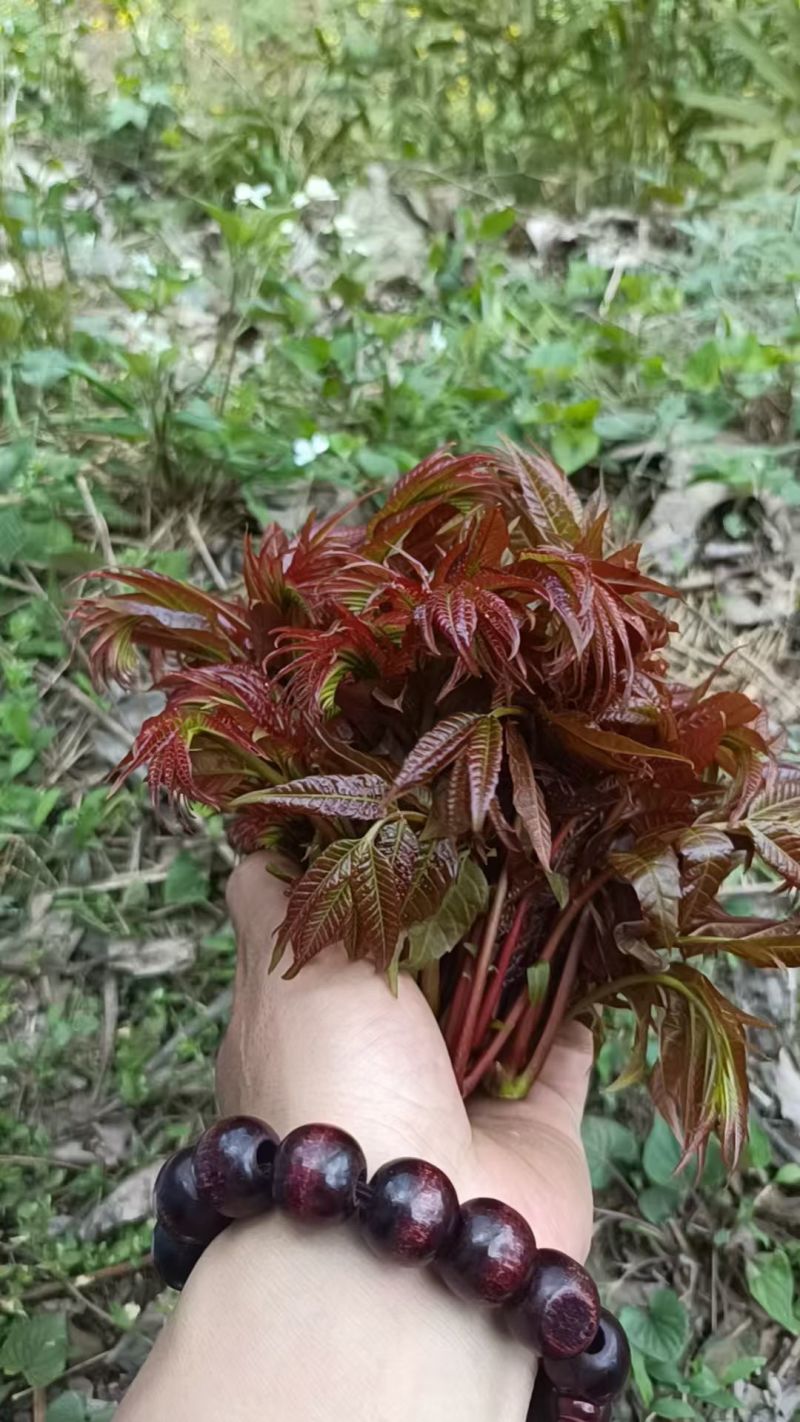 香椿芽