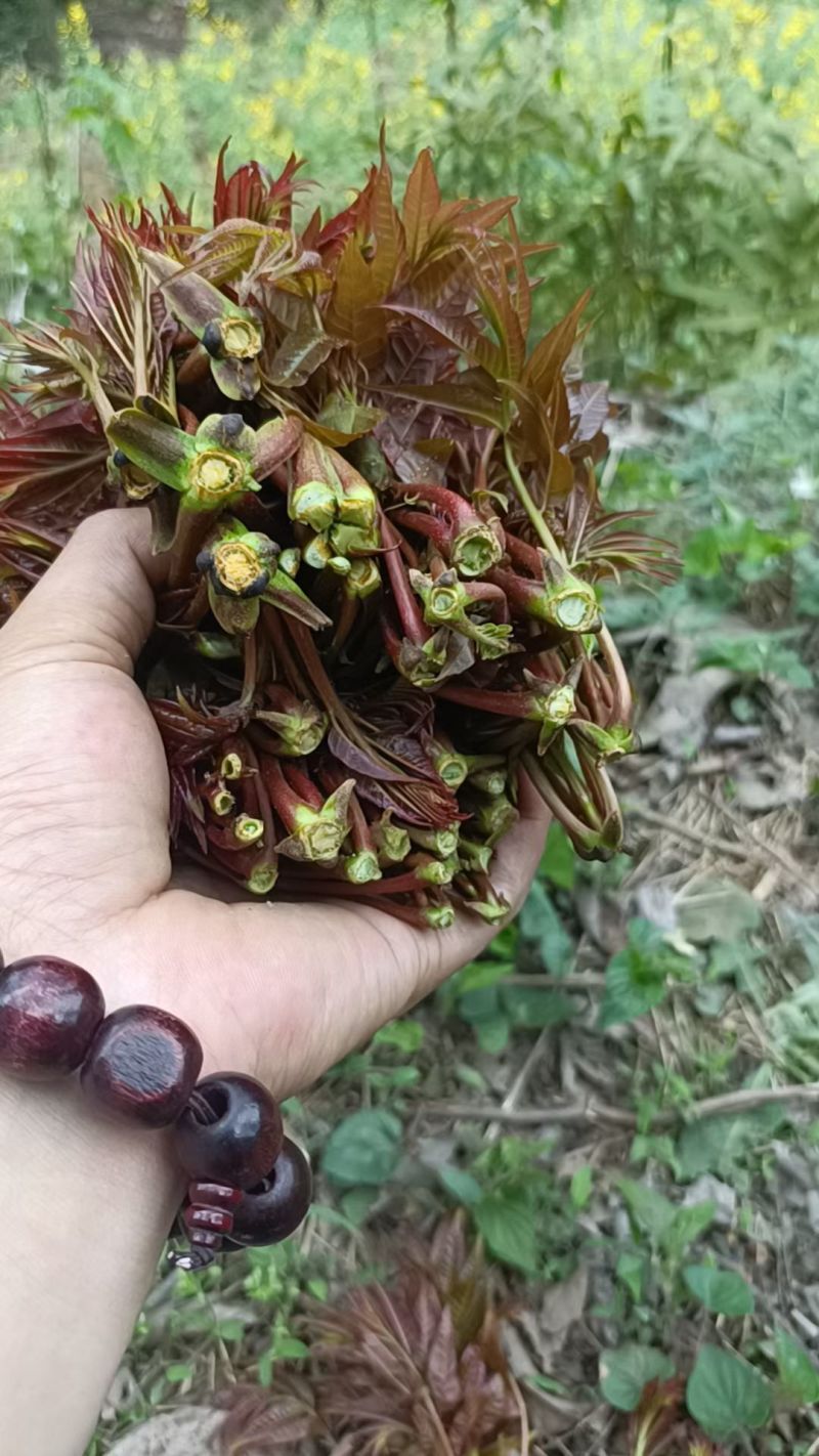 香椿芽