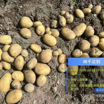 土豆