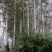 卖青山，10年桉树，胸径28cm左右，保底100吨起
