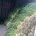 香葱