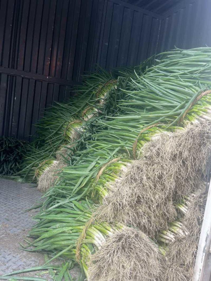 香葱