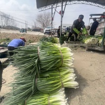 香葱