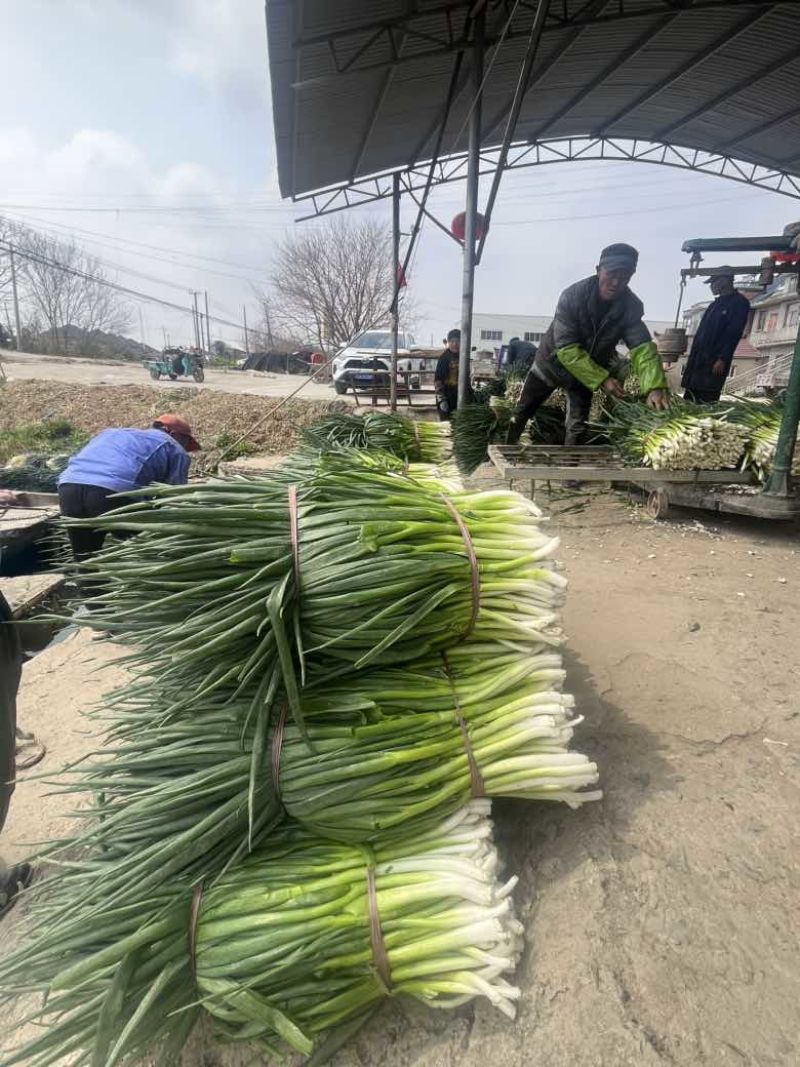 香葱