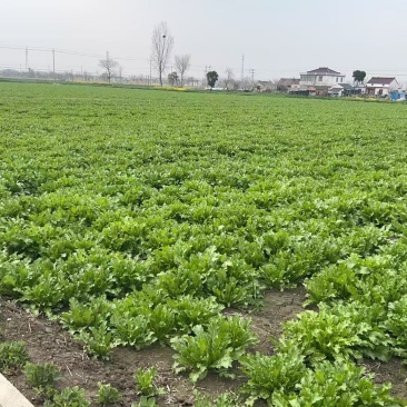雪里蕻鲜菜