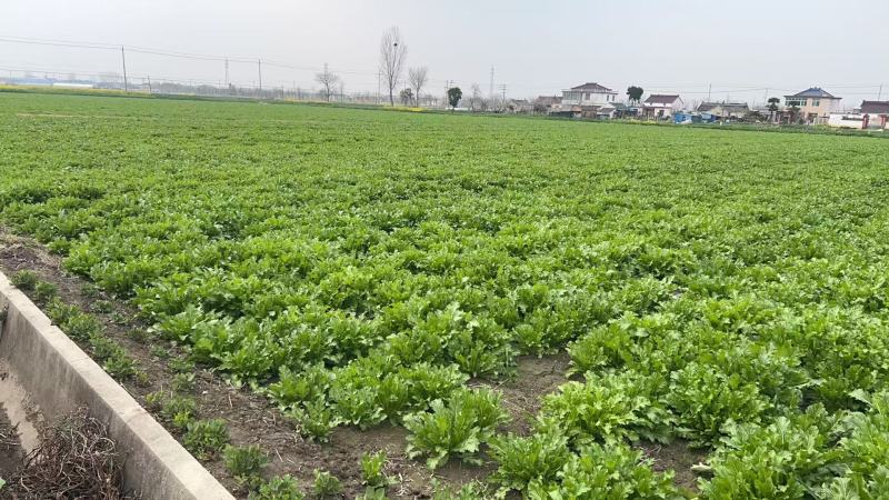 雪里蕻鲜菜