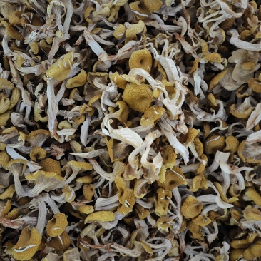 黄金菇干货