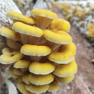 黄金菇每日新鲜采摘的湿菇