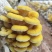 黄金菇每日新鲜采摘的湿菇