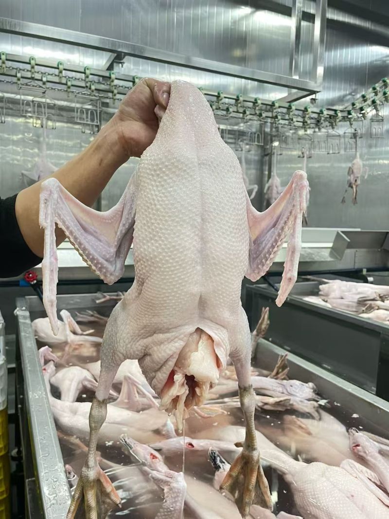 清远黑粽鹅
