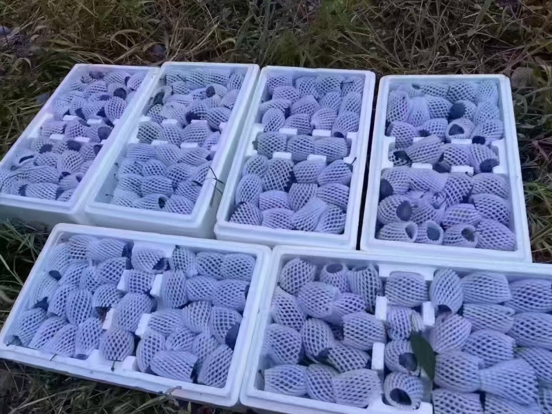 西梅