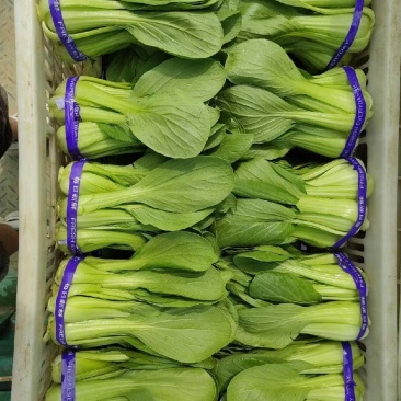 蔬菜