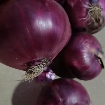内蒙紫皮洋葱质量杠杠的。