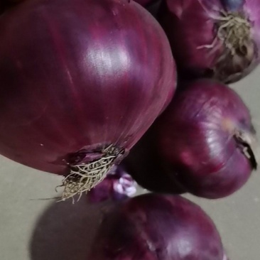 内蒙紫皮洋葱质量杠杠的。