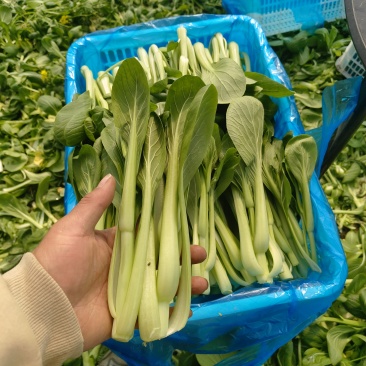 江苏南通精品青菜苔