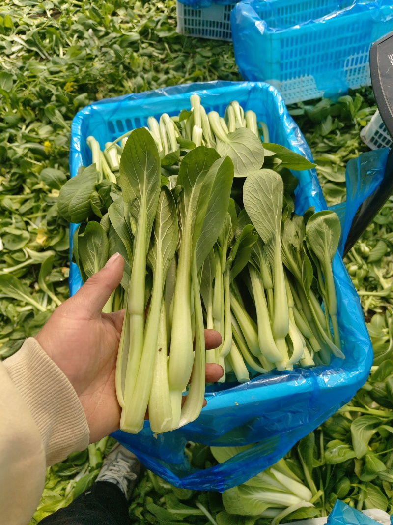 江苏南通精品青菜苔