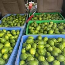 广东香水柠檬大量供应