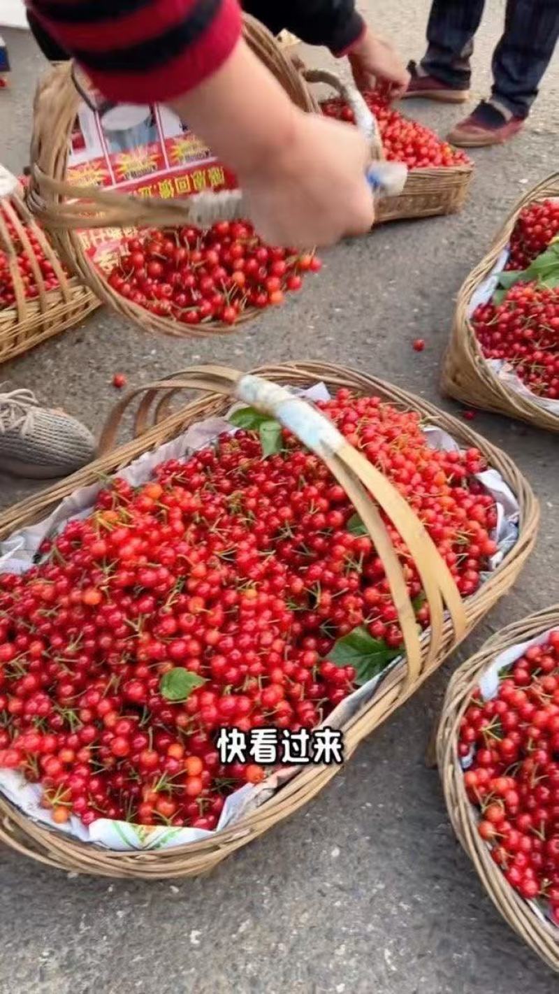 质量保证米易小樱桃价格美丽糖度好