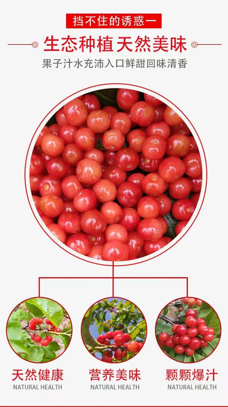 质量保证米易小樱桃价格美丽糖度好
