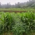 贵州省开阳本地黄豆，大豆