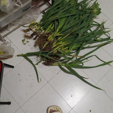 红头蜈蚣