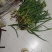 红头蜈蚣
