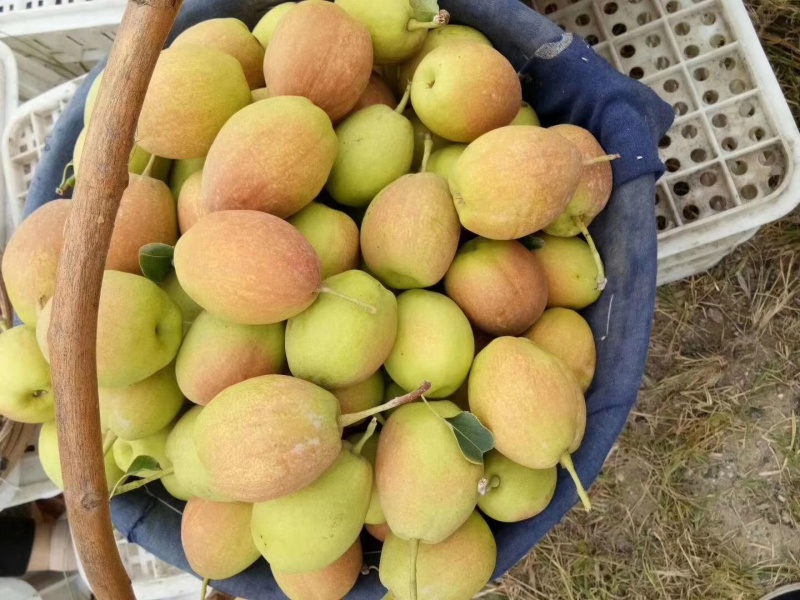 库尔勒香梨