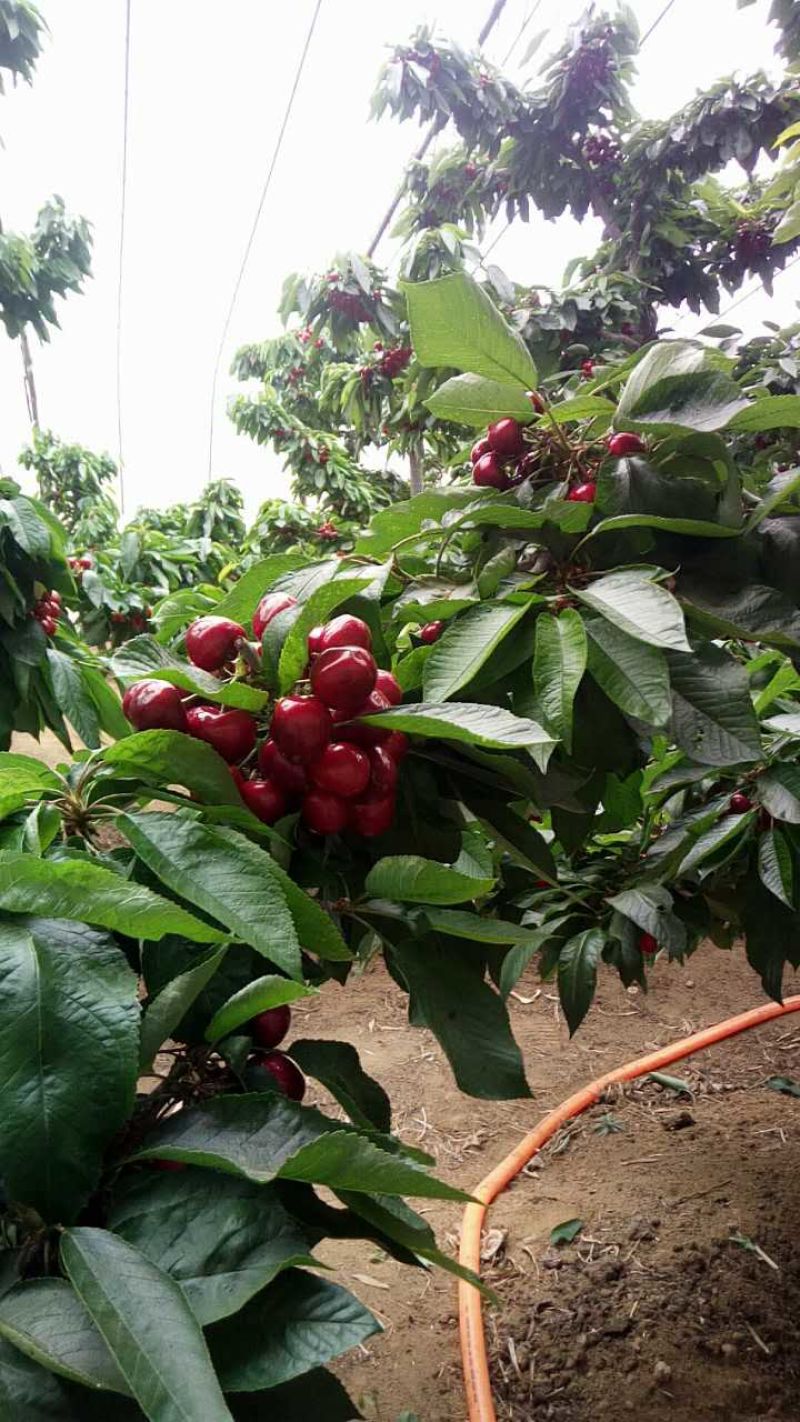 大连美早樱桃
