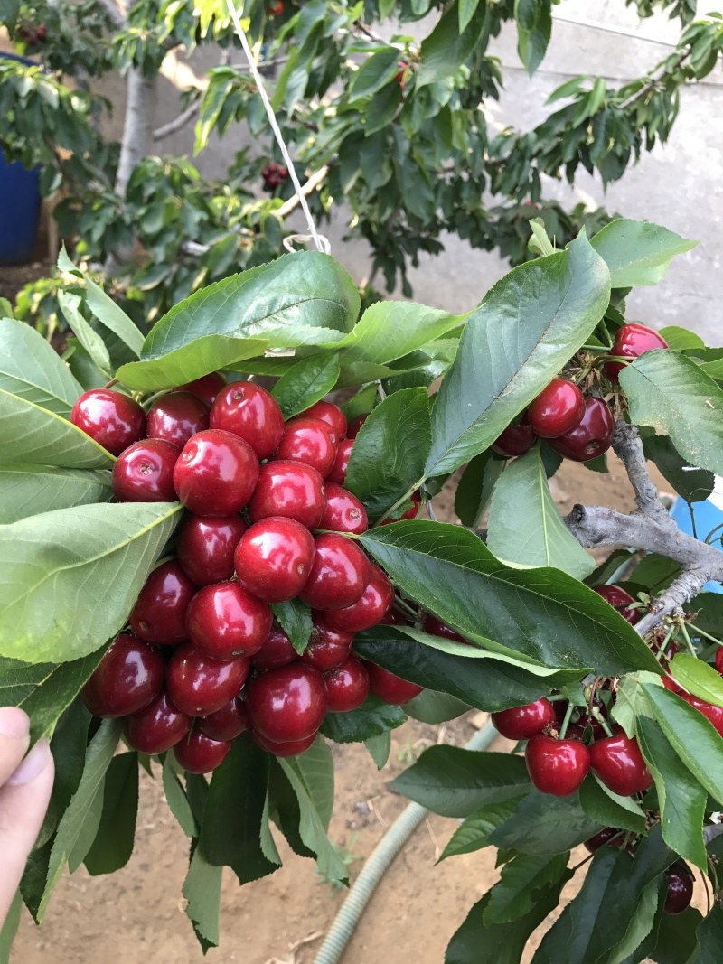 大连美早樱桃