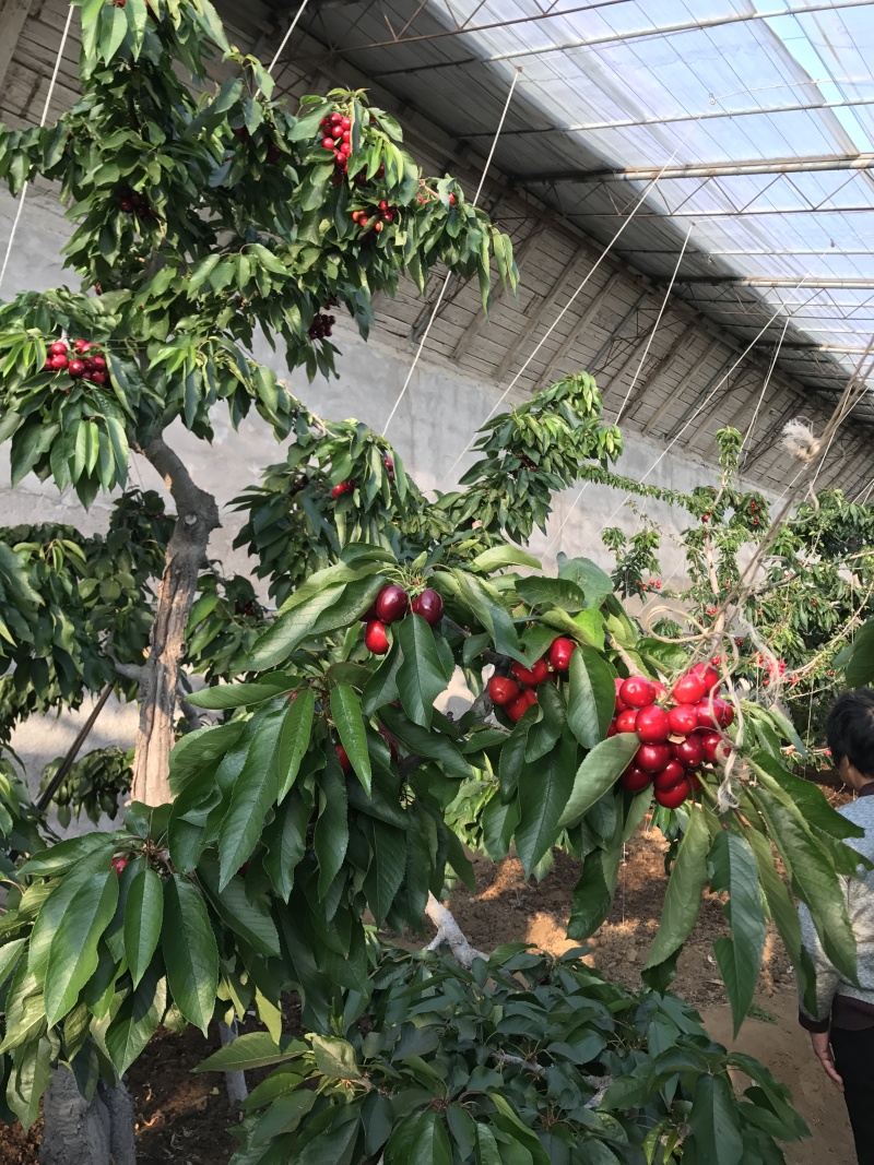大连美早樱桃