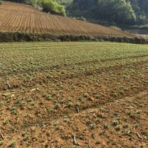 卷单百合100吨左右