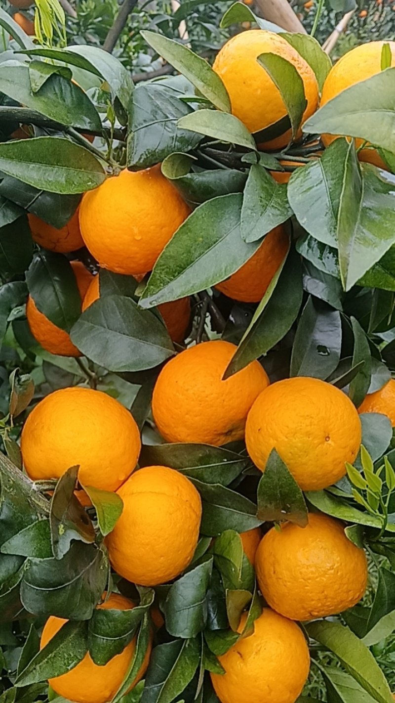 沃柑