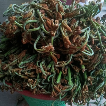 野生现摘蕨菜