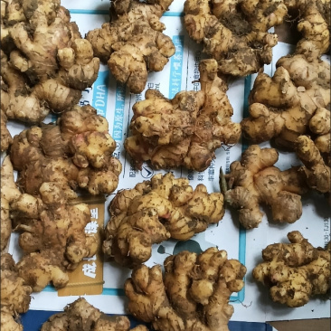 现挖老姜生姜批发正宗黄姜老姜头月子姜新鲜蔬菜整箱姜母