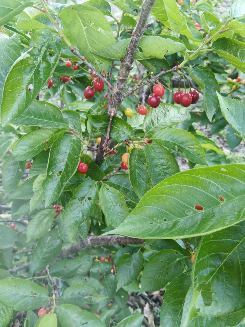 贵州樱桃