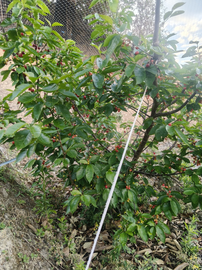 贵州樱桃