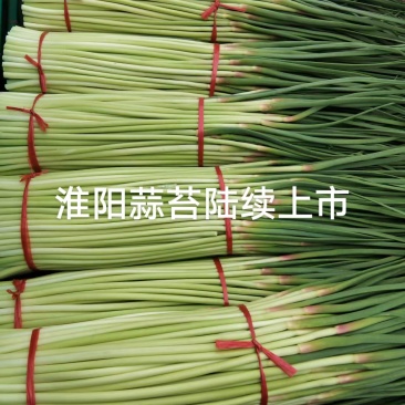 豫淮蒜业