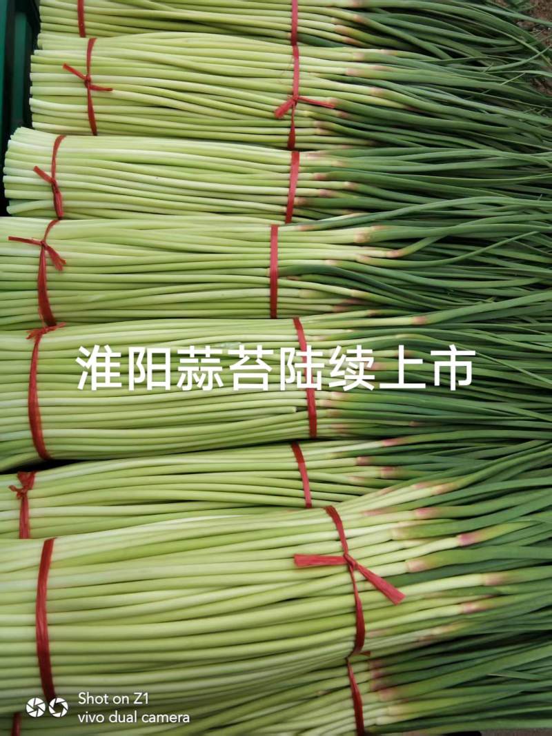 豫淮蒜业