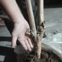 山东省潍坊市昌乐县天鹅绒紫薇树