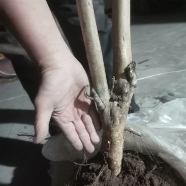 山东省潍坊市昌乐县天鹅绒紫薇树