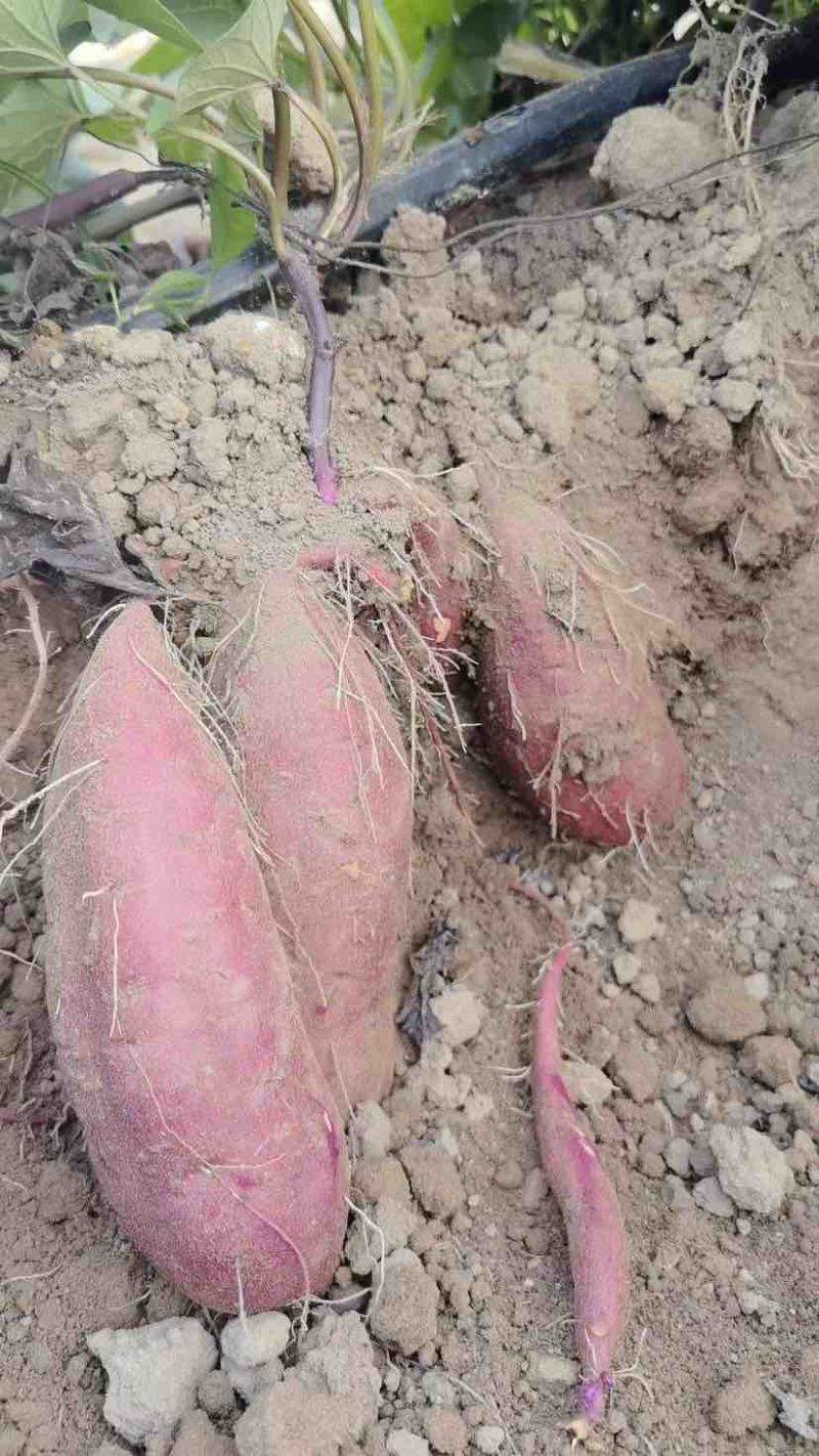 榴莲蜜薯