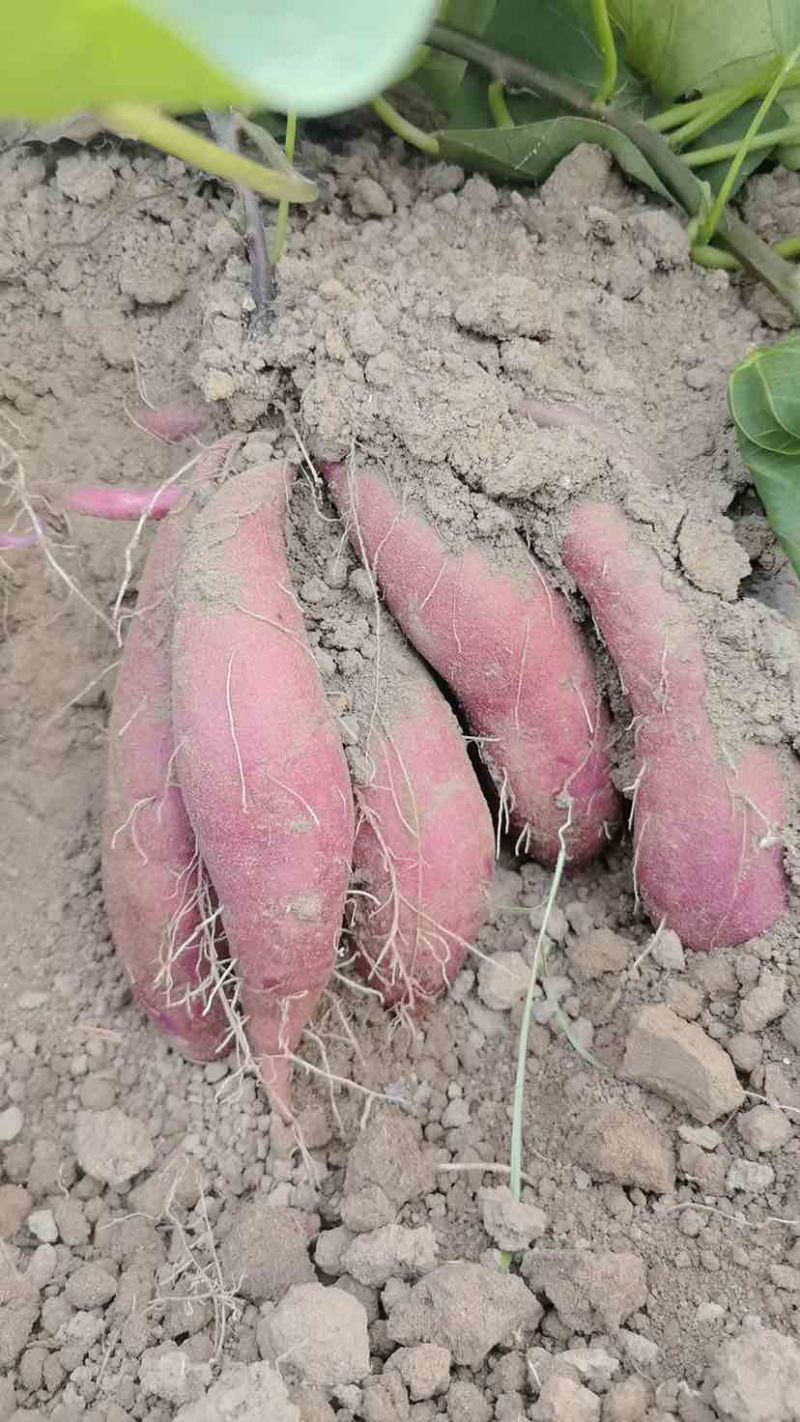 榴莲蜜薯