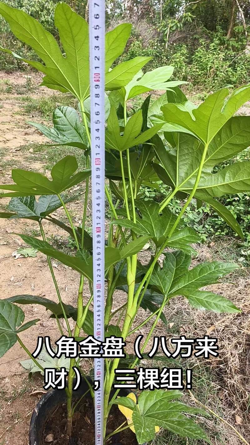 八角金盘（八方来财）绿植