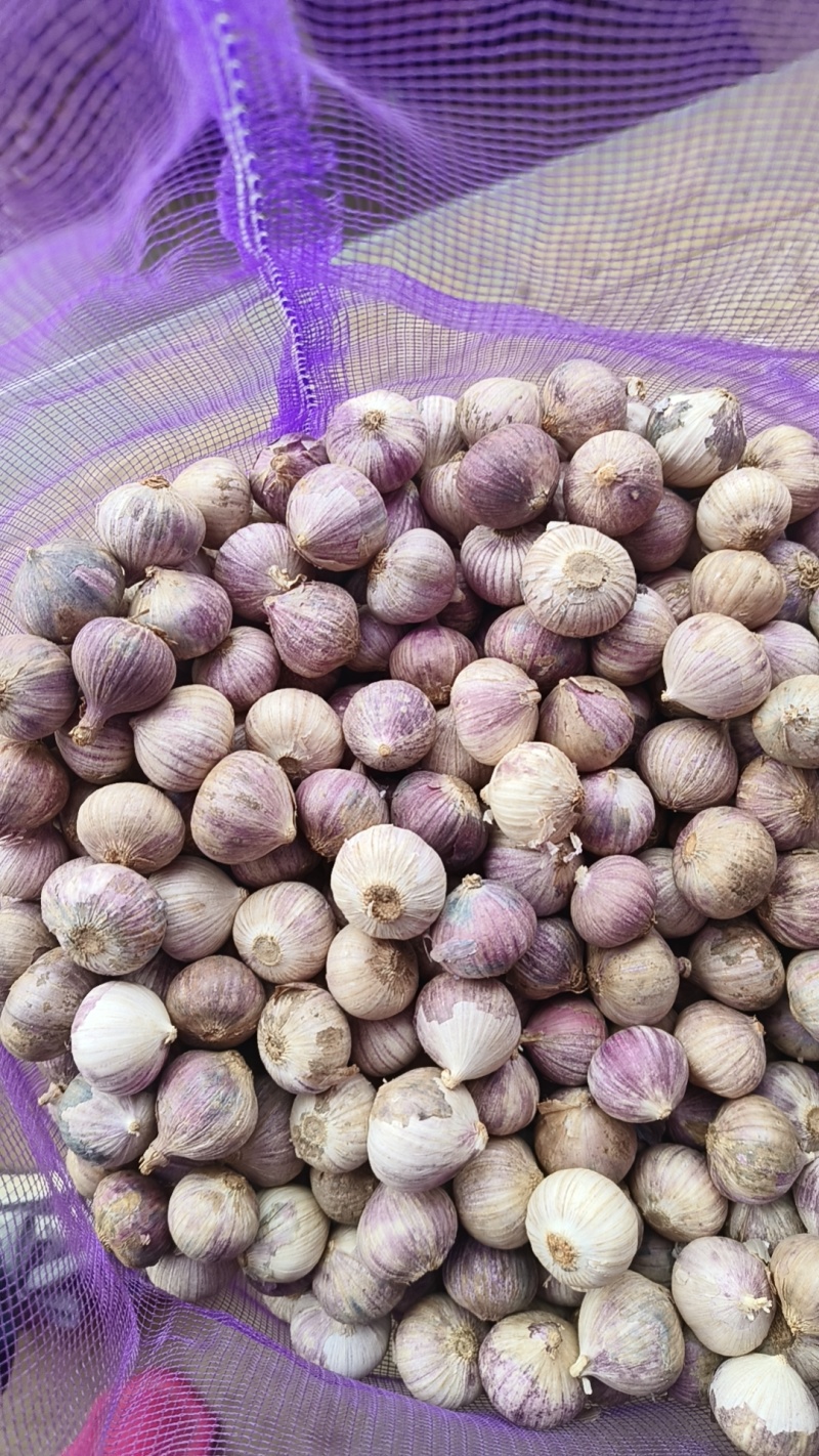 云南大理独头蒜产地直发，一手货源，价格优惠，欢迎采购