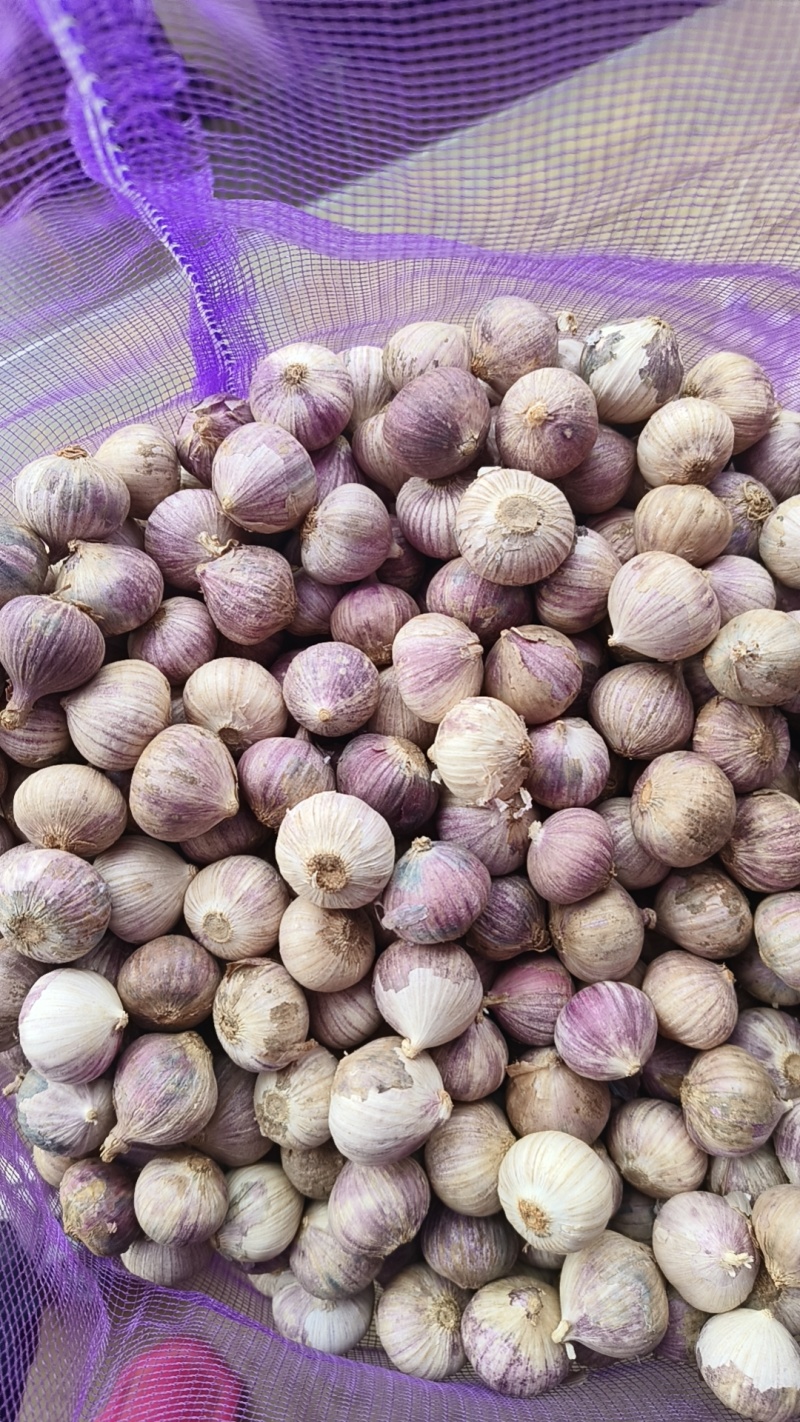 云南大理独头蒜产地直发，一手货源，价格优惠，欢迎采购