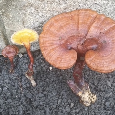 纯野生灵芝