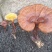 纯野生灵芝