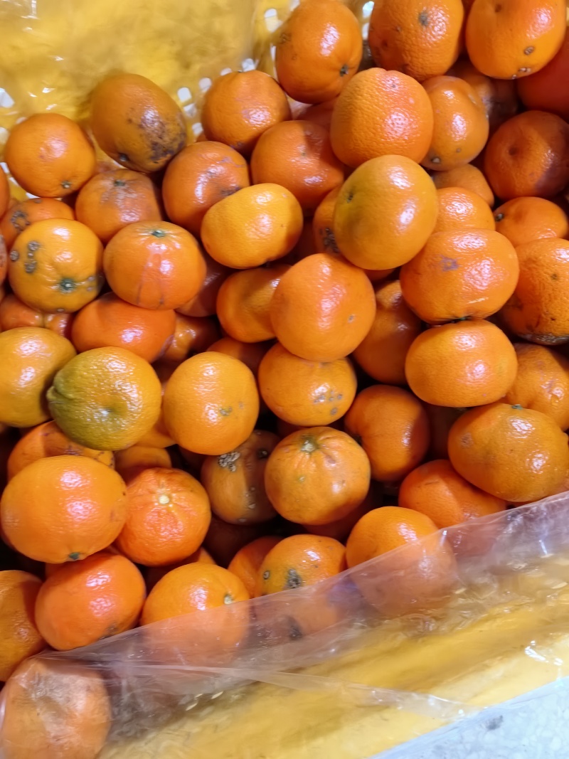 默克特榨汁果50起