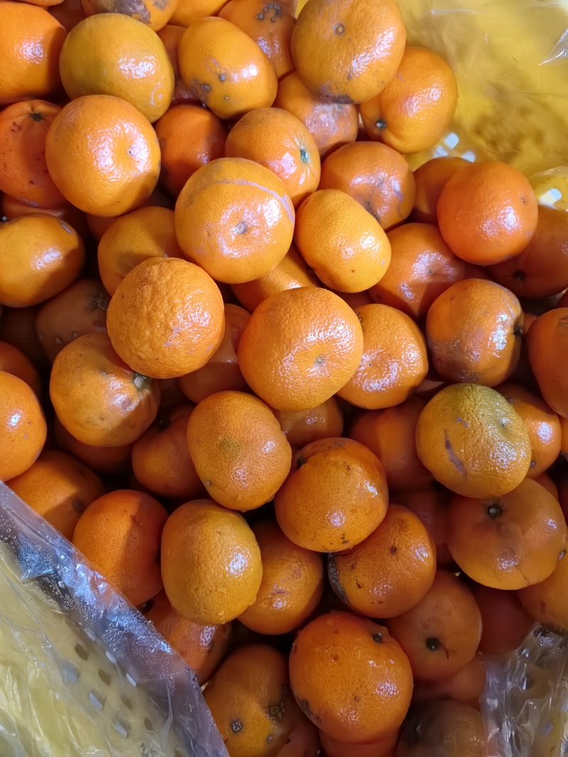 默克特榨汁果50起
